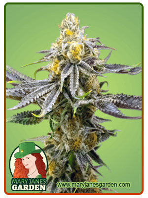 strawberry-cheese-autoflower-image