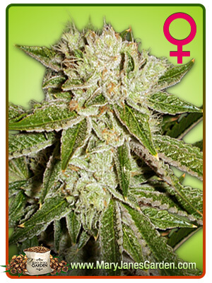 strawberry-ice-image