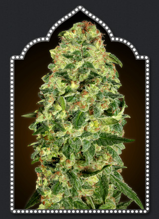 auto-california-kush-image