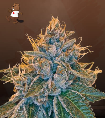 kosher-kush-image