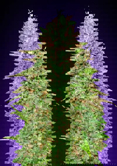 Critical Poison Fast