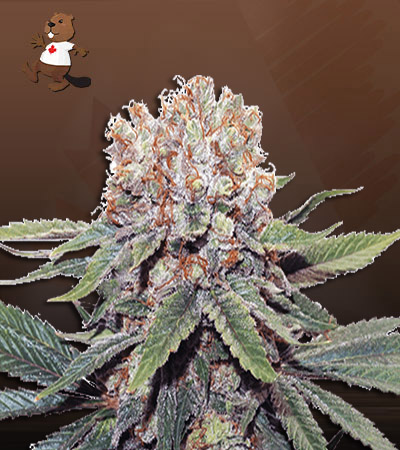 kiwi-mint-autoflower-image