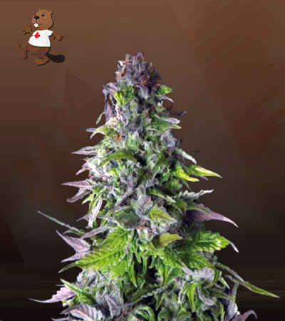 outer-space-autoflower-image