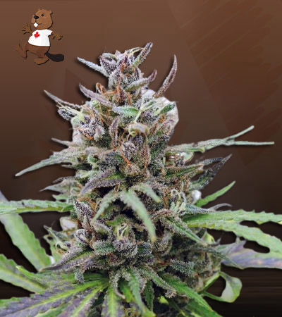 spider-kush-autoflower-image