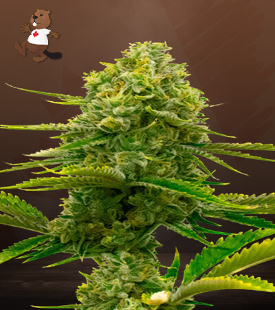 bubblegum-autoflower-image