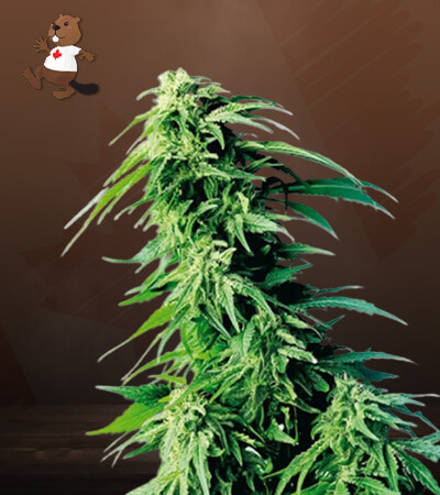 kush-xl-autoflower-image