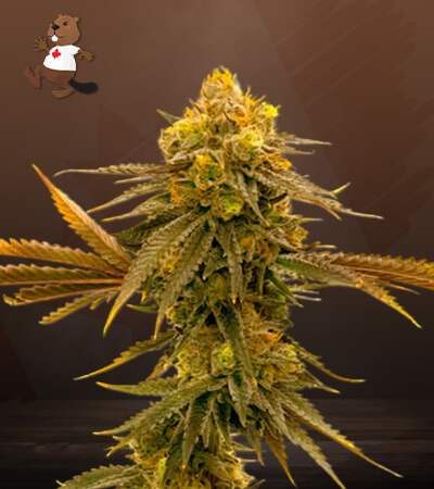 mandarine-autoflower-image