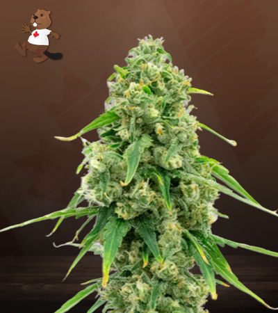 wedding-cake-autoflower-image