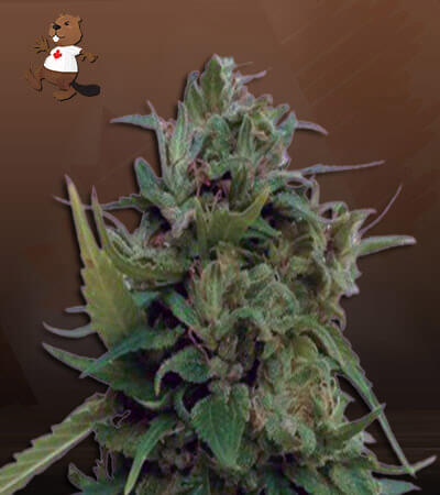 auto-solomatic-cbd-image