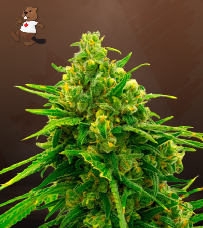 cbd-white-widow-image