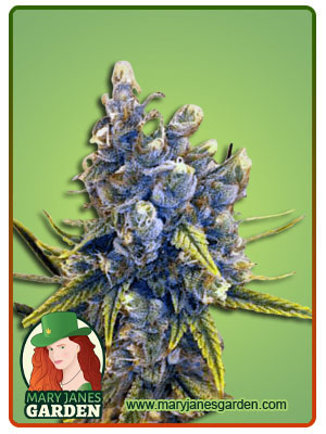 blood-orange-kush-image