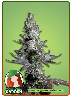 crushed-grapes-image