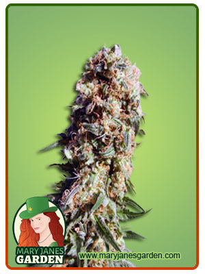 electric-berry-image