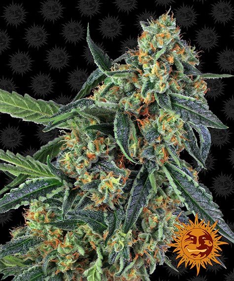 cookies-kush-image
