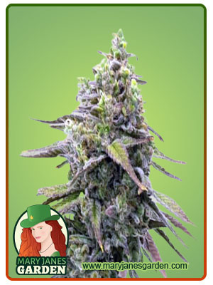 green-apple-pie-image