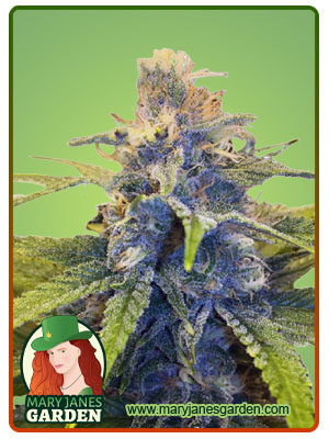 east-coast-alien-fem-fast-version-image