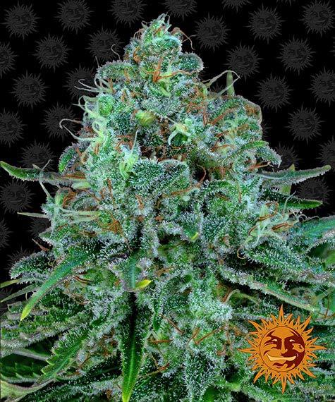 critical-kush-image