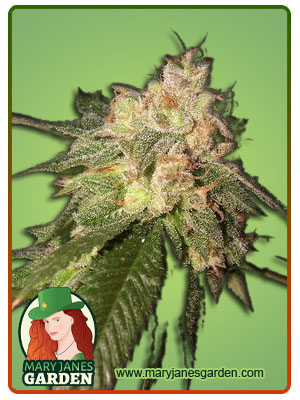 og-kush-fem-fast-version-image