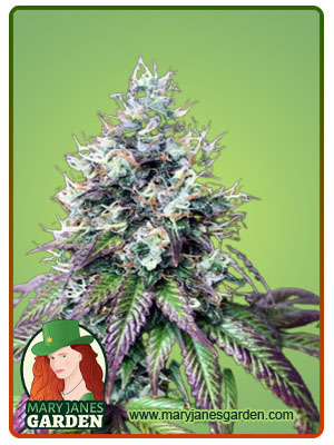 purple-punch-fast-version-image