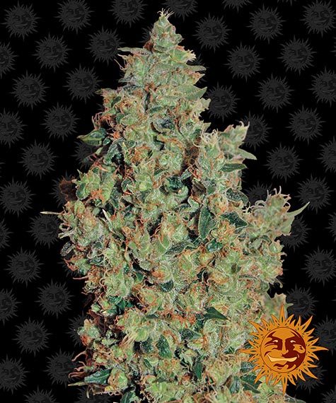 tangerine-dream-image
