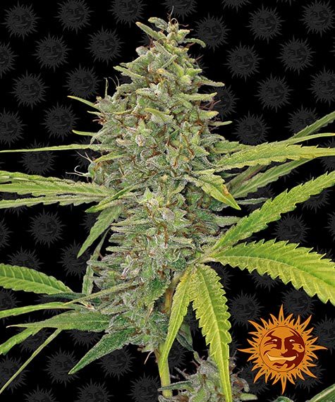 g13-haze-image