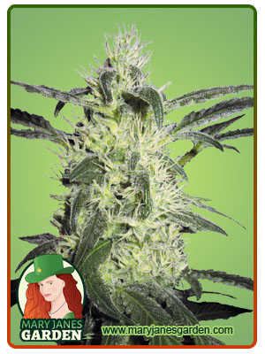 super-silver-haze-image