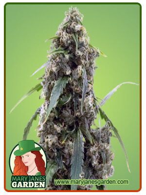 alien-gorilla-glue-image