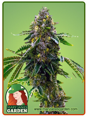 alien-technology-image