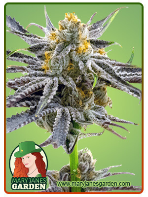 blood-diamond-og-image