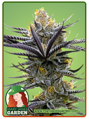 blueberry-badazz-og-image