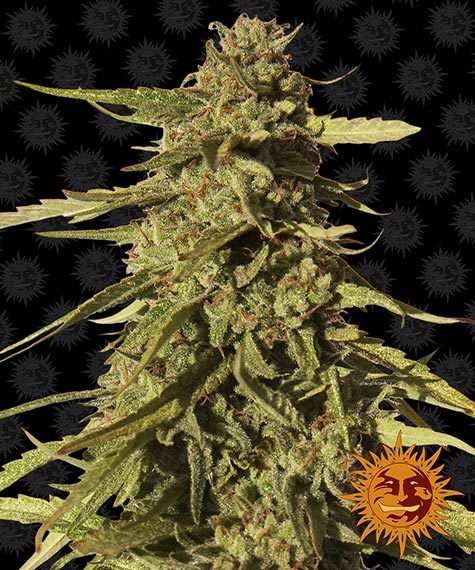 red-cherry-berry-image