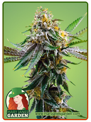 critical-northern-lights-image