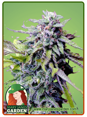 grandaddy-purple-image