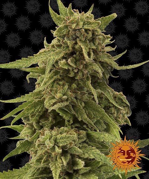 cbd-critical-cure-image