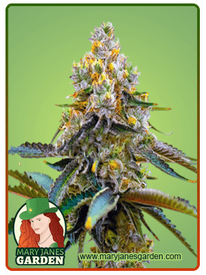 grape-killer-99-image