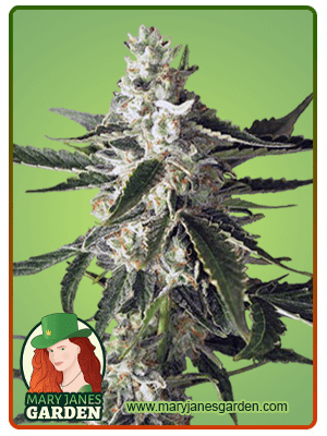 great-white-shark-image