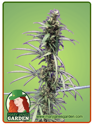 neville's-haze-image