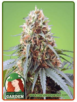 northern-lights-10-image