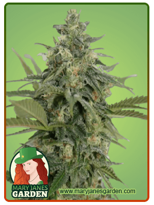 original-lemon-pie-image