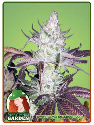 platinum-cookies-image