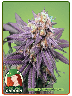 purple-punch-image