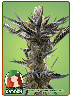 shiskaberry-kush-image