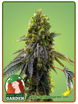 shiskaberry-punch-image