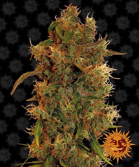 8-ball-kush-image