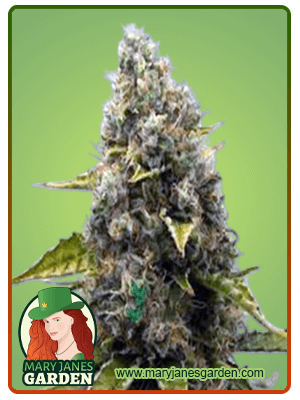 sour-kush-image