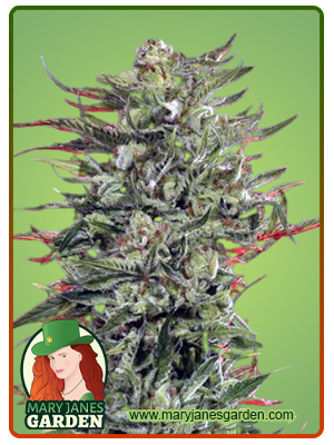 strawberry-banana-cheese-image