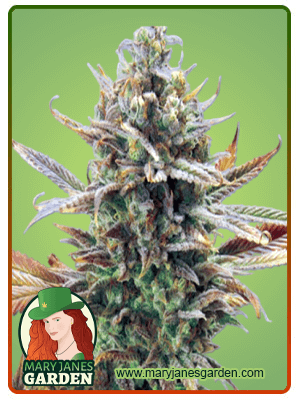 super-critical-image