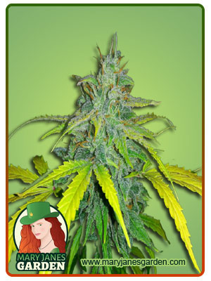 california-orange-autoflower-image