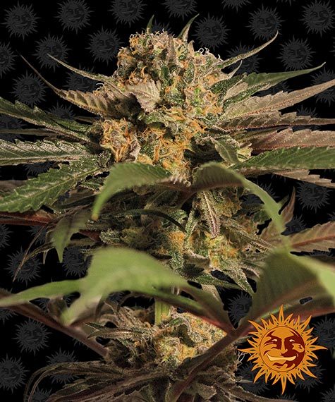 violator-kush-image