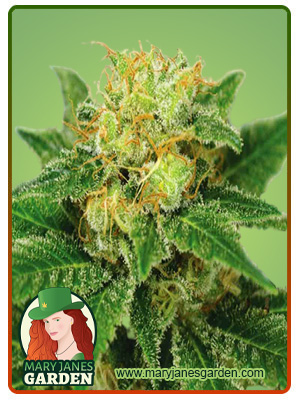 northern-lights-autoflower-image